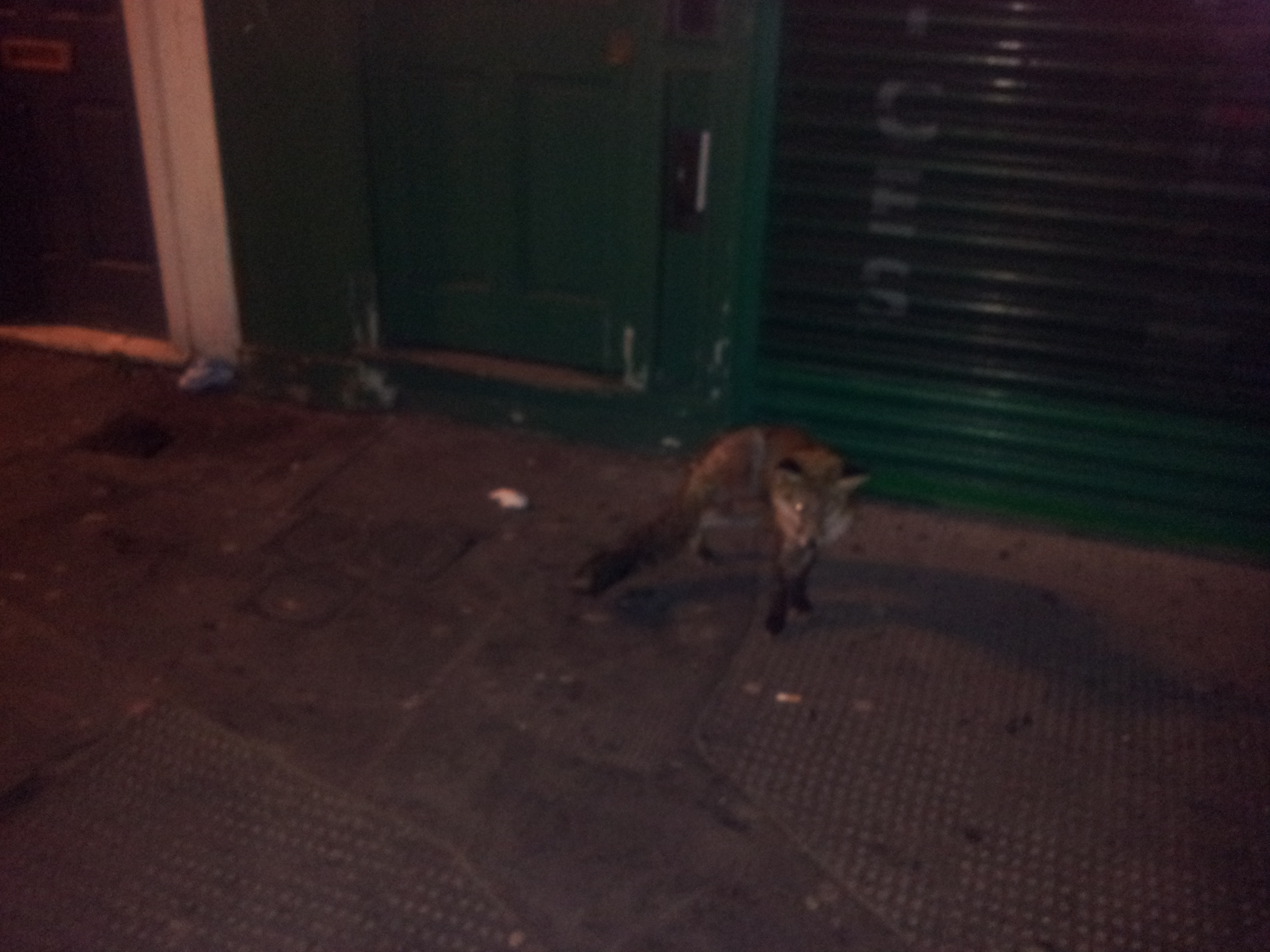 High-Flyng Views of London - a fox in the street!
