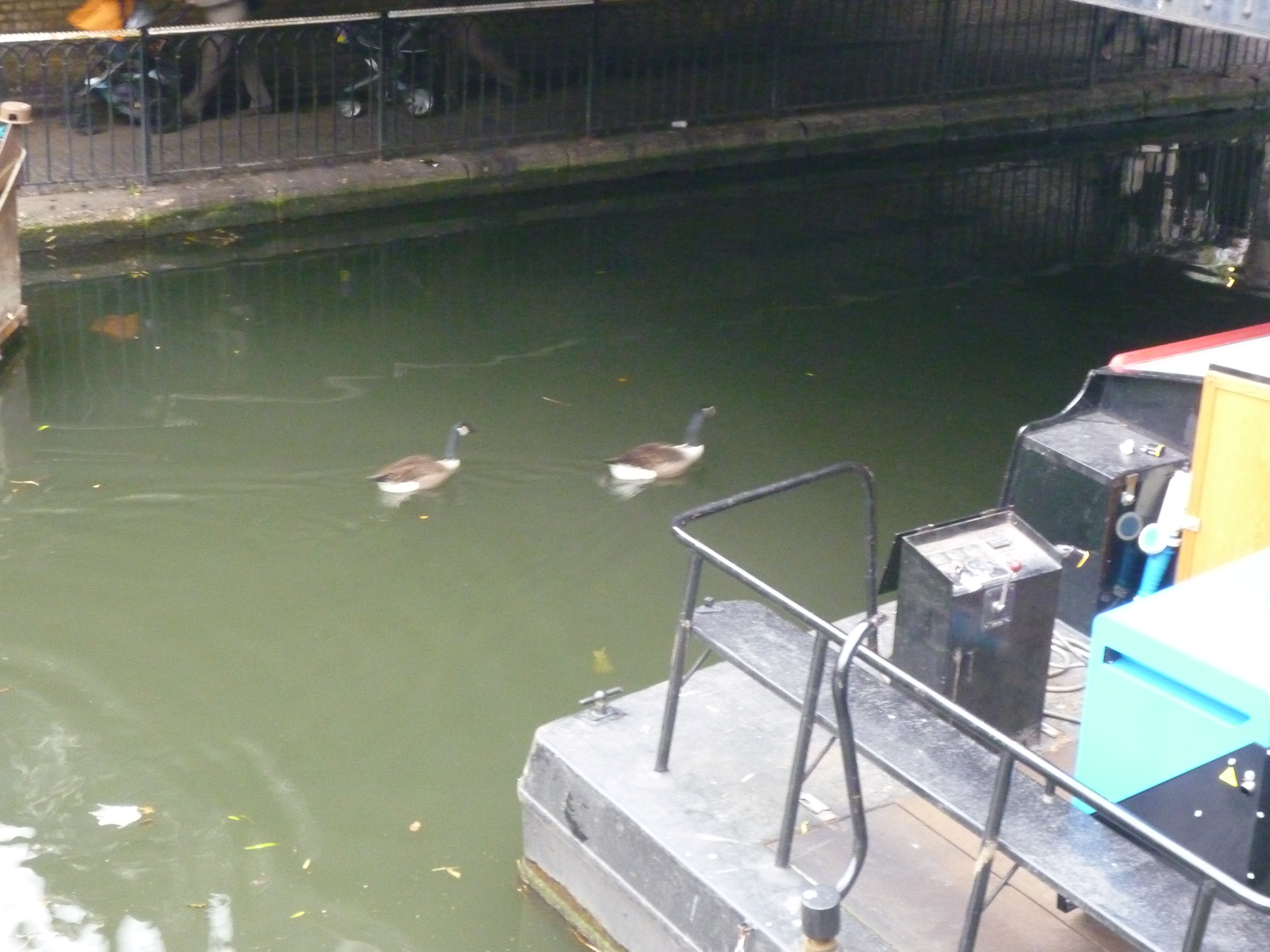 Inside the Camden Lock Canal - Ducks!