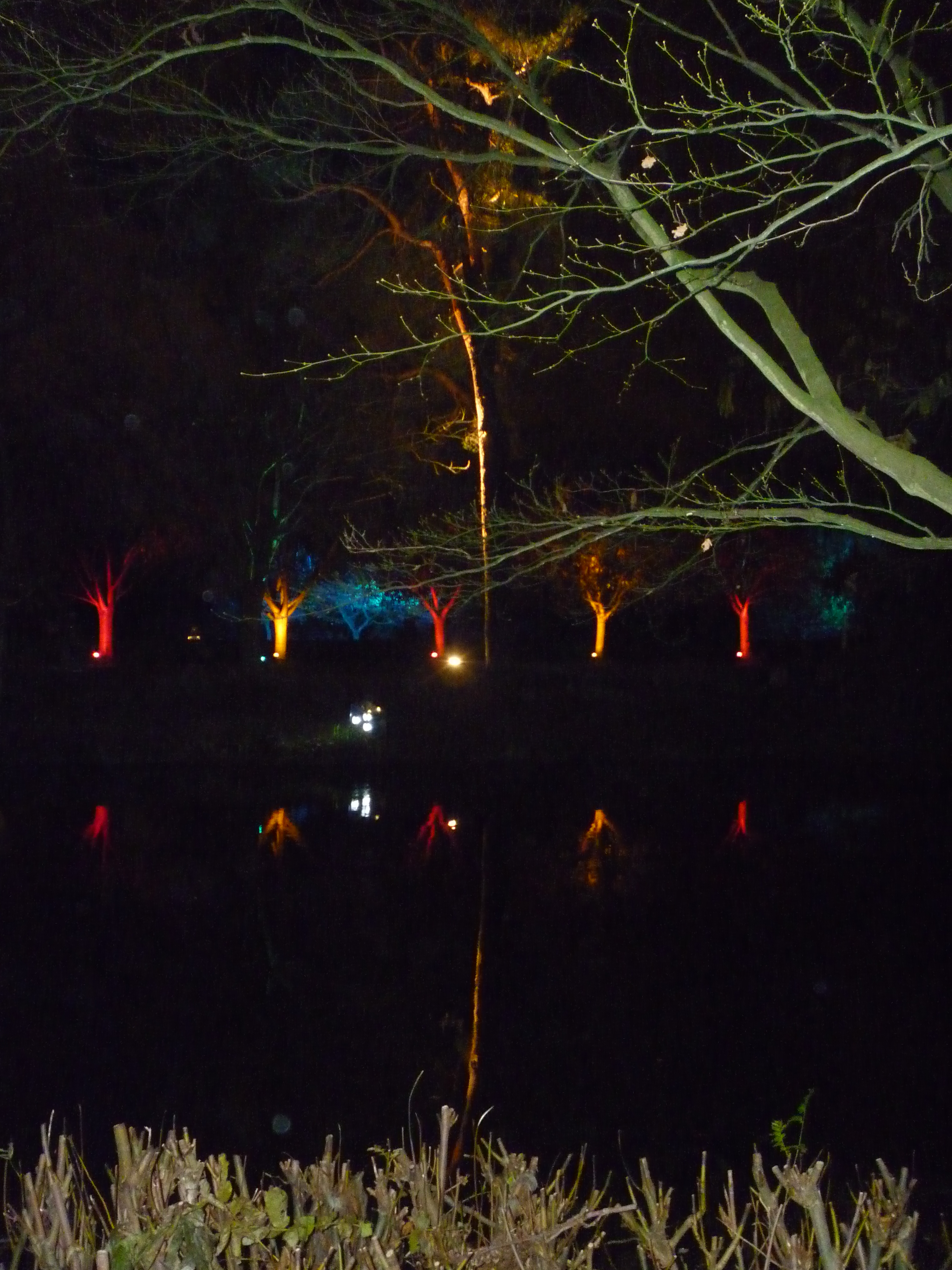 A Walk through an Enchanted Woodland - trees reflected on water